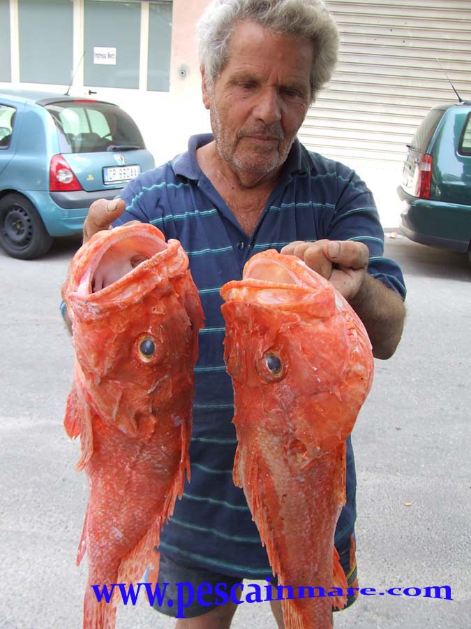 Le foto dei lettori di for Pesci rossi giganti